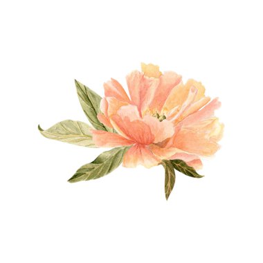 Yumuşak şeftali renginde gül çiçeği başı suluboya çizimi. Yüksek detaylarla elle boyanmış, düğün davetiyeleri için mükemmel, kadınsı markalaşma, ambalaj, kumaş tasarımı ve kartlar. Mercan cazibesi rengi.