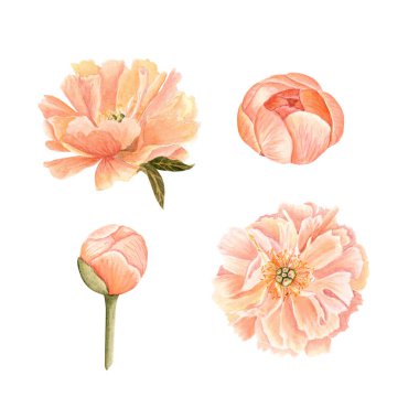 Mercan şakayığı, tomurcuk, suluboya resimleme seti beyaza izole edilmiş. El yapımı botanik elementler. Düğün tasarımı, ambalaj ve kartlar için mükemmel. Yumuşak allık, zeytin yeşili tozlu tonlar.