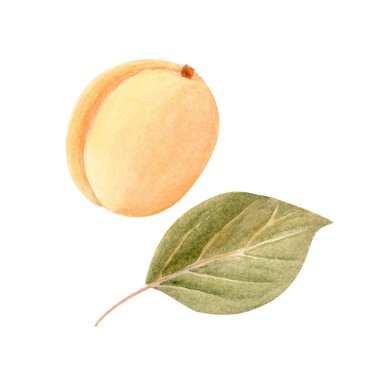 Tam olgunlaşmış kayısı ve beyaz arka planda bir yaprak suluboya seti. El boyası meyve tokası sanatı ambalaj, mutfak tasarımı, yaz etiketleri, bahçe markalaşması ve organik ürün dekorasyonu için mükemmeldir..