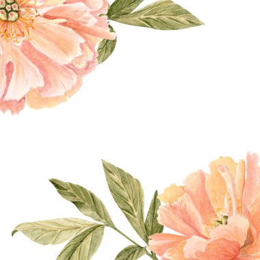 Yumuşak mercan şakayık yapraklı köşe kompozisyonu beyaz üzerine izole edilmiş, suluboya ile boyanmış, düğün davetiyeleri için ideal, davetiye kartı, marka, ambalaj, romantik işletmeler için zarif kırtasiye.