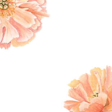 Beyaz arka planda yumuşak mercan şakayıkları olan köşe kompozisyonu sulu boya, düğün davetiyeleri için ideal davetiyeler, marka, ambalaj ve romantik işletmeler için zarif kırtasiye malzemeleri..