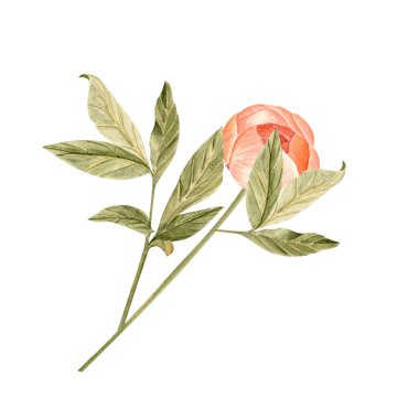 Yumuşak şeftali renginde kökü olan narin şakayık çiçeği suluboya çizimi. Yüksek detaylarla elle boyanmış, düğün davetiyeleri için mükemmel markalaşma, paketleme, kumaş tasarım kartları. Mercan cazibesi rengi