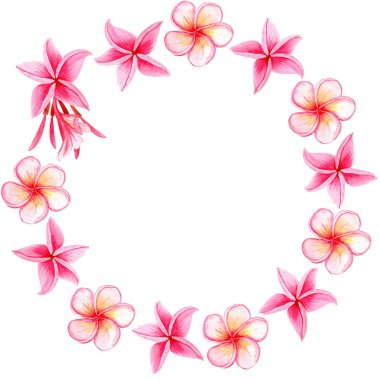 Pembe Plumeria çiçek çelengi. Suluboya elle boyanmış. Spa markası, seyahat tropikal ambalajı, yaz düğün dekorasyonu, tekstil tasarımı, tebrik kartları ve botanik çizimler için ideal. Parlak