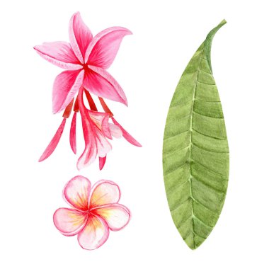 Pembe tesisat çiçekleri, tomurcuk ve yaprak suluboya seti. Kaplıca, tropikal ambalaj, yaz düğün dekorasyonu, tekstil tasarımı, tebrik kartları ve botanik çizimler için ideal..