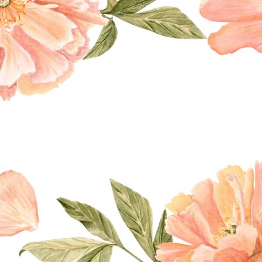 Beyaz arka planda yumuşak mercan şakayıkları, suluboya boyayla boyanmış, düğün davetiyeleri için ideal, RSVP kartları, damgalama, ambalaj ve romantik işletmeler için zarif kırtasiye malzemeleri..