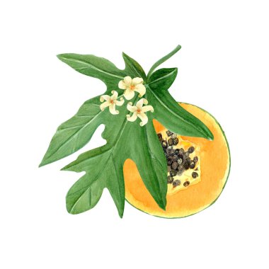 Tohumları, yaprakları ve çiçekleri olan papaya dilimi beyaza izole edilmiş suluboya çizimi. Elle boyanmış tropik meyve tokası sanatı mutfak tasarımları, etiketler, baskılar, kartlar, paketler menüsü için mükemmeldir..