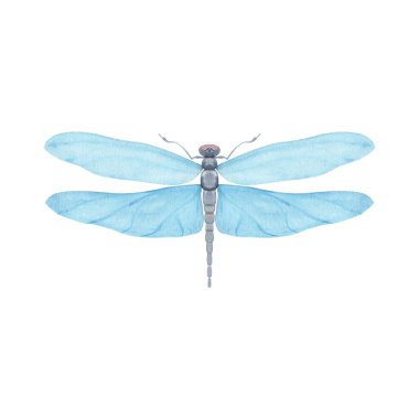 Yarı saydam kanatlı mavi yusufçuk, beyaza izole edilmiş suluboya tarzıyla boyanmış. Doğa markalaşması, ambalaj, çevre dostu tasarım, kırtasiye, duvar sanatı, düğün, bebek partisi temaları için ideal.