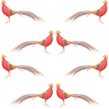 Altın sülün suluboya deseni beyaza izole edilmiş. Kartlar, posterler, çıkartmalar, kitap tasarımı, dekor için mükemmel bir el çizimi çizimi. Egzotik tropikal canlı Çin kuşu.