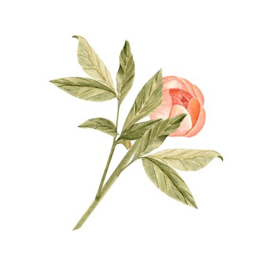 Yumuşak şeftali renginde kökü olan narin şakayık çiçeği suluboya çizimi. Yüksek detaylarla elle boyanmış, düğün davetiyeleri için mükemmel markalaşma, paketleme, kumaş tasarım kartları. Mercan cazibesi rengi