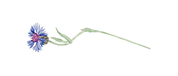 Синий сорняковый цветок со стеблем и зелеными листьями. Иллюстрация акварелью, раскрашенная вручную, изолированная на белом, идеально подходит для цветочных композиций, поздравительных открыток, узоров, травяных рисунков, природных композиций.