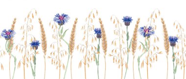 Mavi çiçek, altın buğday ve yulaf kulağı. Kusursuz suluboya sınırı. Kırsal kır çiçeği tasarımı, ülke tarzı düğün davetiyeleri, kumaş desenleri, ekolojik ambalaj ve yaz dekorasyonu için mükemmel..