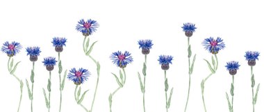 Canlı mavi ve mor tonlar içinde çiçek açan knapweed çiçekleri. Beyaz arka planda izole edilmiş kusursuz suluboya kenarı botanik desenler, davetiyeler, ambalajlama ve kırsal yaz tasarımları için mükemmel..