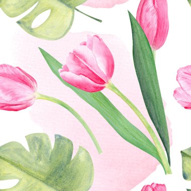 Lale buketi, canavar yaprağı suluboya deseni, pembe ve beyaz arkaplan. El boyası pembe çiçekler. Yüksek kaliteli klipsleme sanatı anneler günü için mükemmel, kadınlar için paket kağıdı.