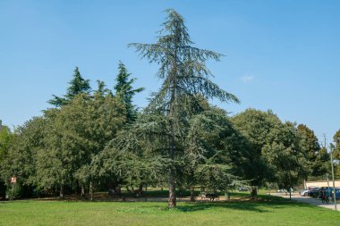 Parklarda yürümek ve egzersiz yapmak, rahatlama ve sağlığın iyileşmesinin önemli bir parçasıdır. Bitkilerin ve köknar ağaçlarının olduğu park, 