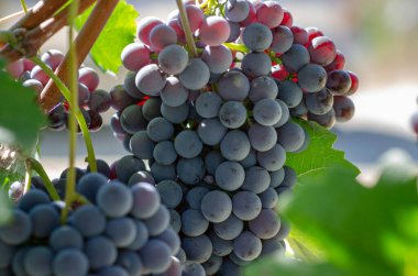 Olgun üzümlerden oluşan bir demet bağda, üzüm bağları tatlı ve renklerle parlar. Her üzüm, güneş ve toprak hakkında hikayeler anlatan bir hazinedir. Şarap kralı Barolo 'yu bağlamak için, nebbiolo üzümleri sırasına dizilin.,