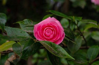 Kırmızı kamelya çiçeği, zarafeti ve yoğun rengiyle takdir edilen süs bitkisidir. Her türlü bahçe için direnç ve adaptasyon özellikleri vardır.