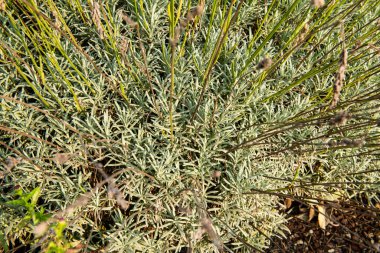 Lavanta yaprakları, bahçe, teras ya da parklar için dekorasyon ve mobilya projeleri için idealdir; Akdeniz çalılarının tipik bitkisi. Süslü bahçeler, renkler ve koku rahatla, arıları ve kelebekleri cezp et ve çiçek kompozisyonlarını geliştir..