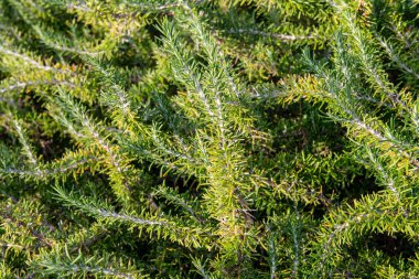 Biberiye birçok menüyü pişirmek için ideal aromatik bir bitkidir, gerekli yağ ve antioksidan açısından zengindir. Bahçeler ve sebze bahçeleri için döşeme ve dekorasyon projeleri için ideal. Ürpertici tip, sınırlar için iyidir. yeşil doku