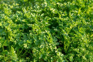 Maydanoz, yemeklerde ve salatalarda kullanılan aromatik bir bitkidir. Yoğun aroması temel bir bileşendir. Dekorasyon, tatlandırma ve doğanın tazeliğini yiyeceğe vermek için mükemmel. Organik bitki bahçesine taze maydanoz ekiyorum..