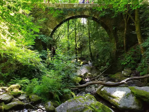 Ormandaki nehir. güzel doğa