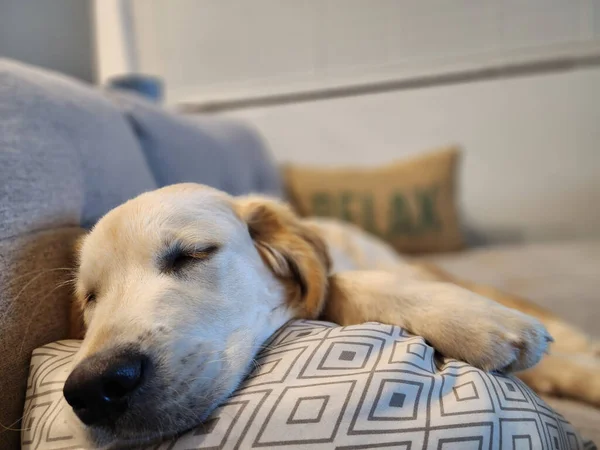 Sleeping Dog Resting on Cushion on Couch Indoors