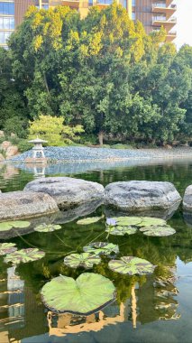 Phoenix, Arizona 'daki Japon Dostluk Bahçesi' nde gölet.