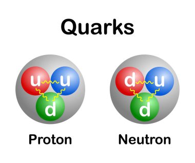 Beyaz zemin üzerinde proton ve nötron kuarklarının yukarı ve aşağı vektör çizimi