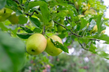 Ağaçtaki yeşil elmalar