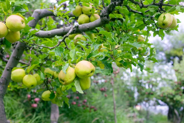 stock image Green Apples on a tree