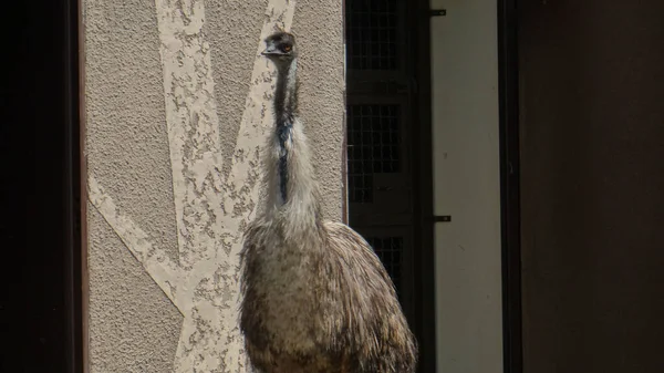 Cerca Pájaro — Foto de Stock