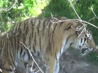 tijger wandelen in de dierentuin