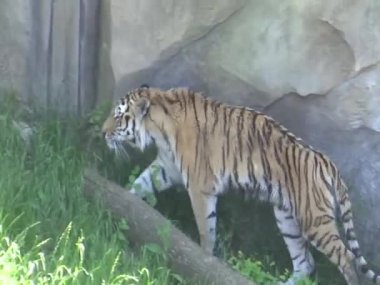 tijger wandelen in de dierentuin
