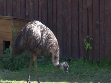 Hayvanat bahçesindeki deve kuşu.  