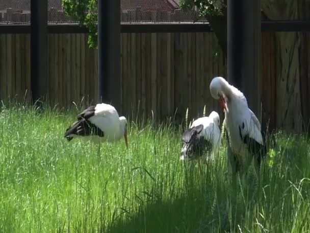 Storks Enclosure Zoo — Stock Video