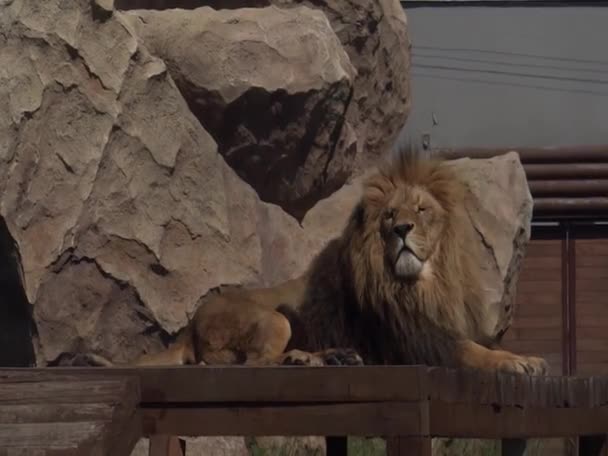Hayvanların Kralı Güneşin Altında Dinleniyor — Stok video