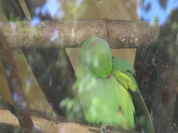 Παπαγάλος Στο Κλουβί Τους Στο Ζωολογικό Κήπο — Αρχείο Βίντεο