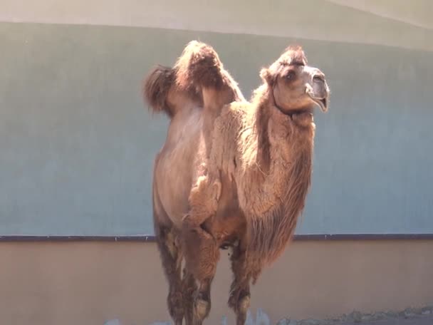 Верблюда Прогулянки Зоопарку — стокове відео