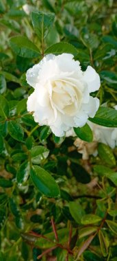 Öğleden sonra açan beyaz bir gül. Büyük bir yağmurdan sonra.