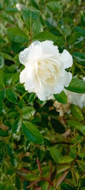 Öğleden sonra açan beyaz bir gül. Büyük bir yağmurdan sonra.