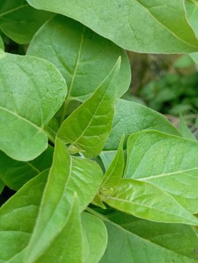 bir bitkinin yeşil yaprakları