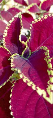 Yaprakların her iki tarafında sarı desenli kırmızı alev yaprakları evdeki süs bitkileri olarak toplamak için çok iyidir..