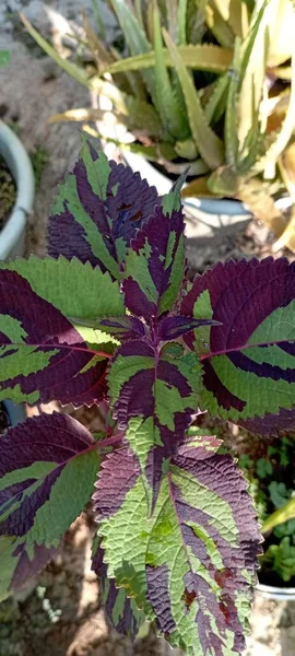 green leaves with a beautiful abstract dark red pattern are nice to have as part of the back garden of the house.