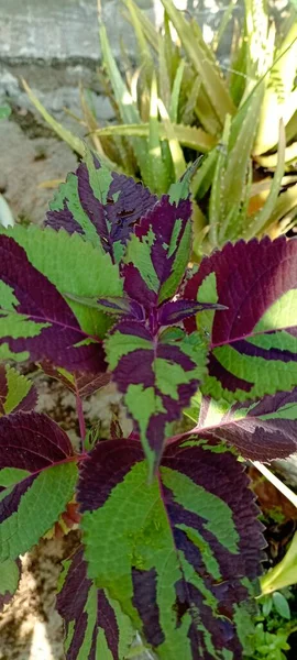 green leaves with a beautiful abstract dark red pattern are nice to have as part of the back garden of the house.