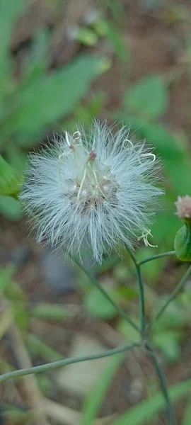 Ďáblův Květ Běžně Známý Jako Nadýchaný Květ Krásně Kvete Při — Stock fotografie