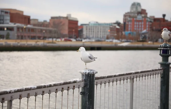 seagull on the pier in the city of london