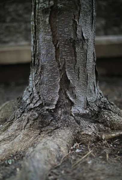 Παλαιόν Ιστορικόν Υφή Κορμό Δέντρου — Φωτογραφία Αρχείου