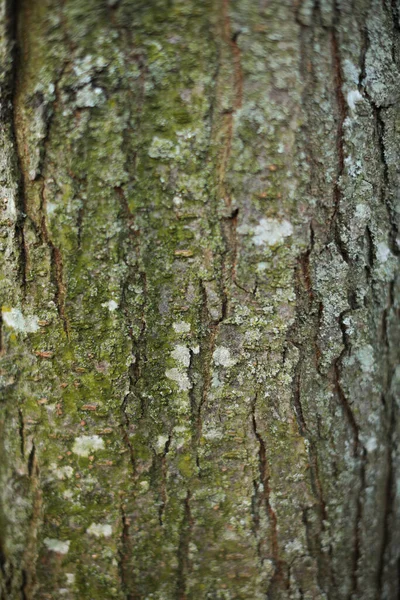 Κλείσιμο Φλοιού Δέντρου — Φωτογραφία Αρχείου