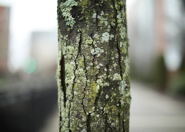 Textura Corteza Árbol Fondo — Foto de Stock