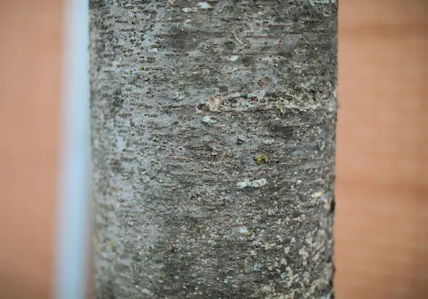 Gammel Træ Tekstur Med Naturlige Mønstre - Stock-foto