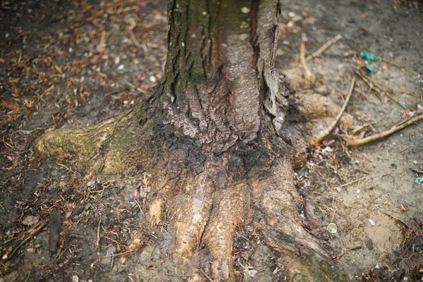 森林里的树干 — 图库照片